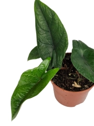 Alocasia scalprum - M