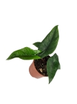 Alocasia scalprum - M