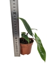Alocasia scalprum - M