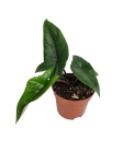Alocasia scalprum - M