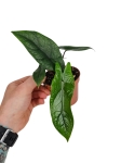 Alocasia scalprum - M
