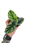 Alocasia Green Shield - M