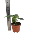 Alocasia Green Shield - M