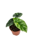 Alocasia Green Shield - M