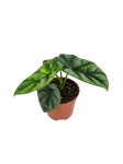 Alocasia Green Shield - M