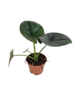 Alocasia Bisma - M