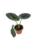 Alocasia Bisma - M