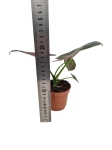 Alocasia Bisma - M