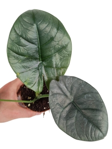 Alocasia Bisma - M