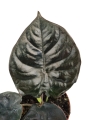 Alocasia Black magic - M