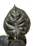 Alocasia Black magic - M