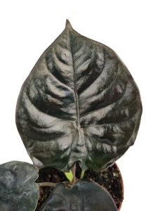 Alocasia Ninja (1) (1)