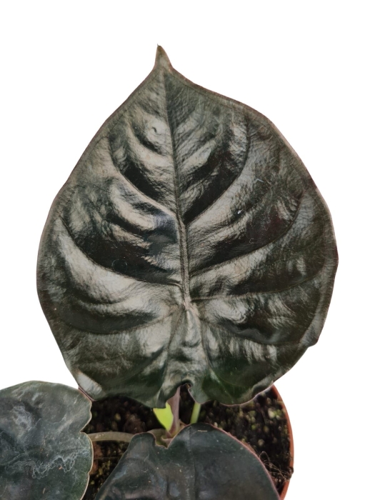 Alocasia Black magic - M