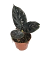 Alocasia Black magic - M