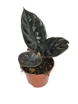 Alocasia Black magic - M