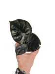 Alocasia Black magic - M