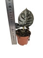 Alocasia Black magic - M