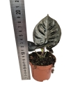 Alocasia Black magic - M