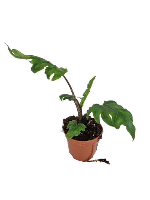 Alocasia Branchifolia - M