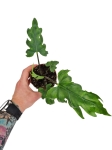 Alocasia Branchifolia - M