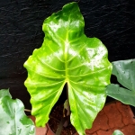 Alocasia Sumo XL