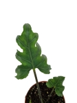 Alocasia Branchifolia - M