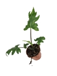Alocasia Branchifolia - M