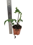 Alocasia Branchifolia - M