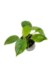 Philodendron Burle Marx - S