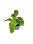 Philodendron Burle Marx - S