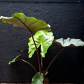 Alocasia Sumo XL