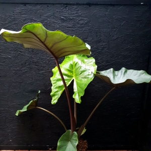 Alocasia Sumo