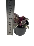 Hemigraphis Snow White - S