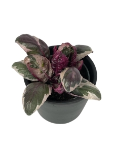 Hemigraphis Snow White