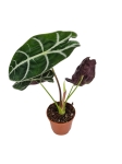 Alocasia longiloba "Watsoniana" - M