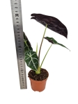 Alocasia longiloba "Watsoniana" - M