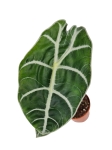 Alocasia longiloba "Watsoniana" - M