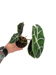 Alocasia longiloba "Watsoniana" - M