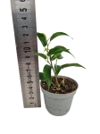 Ficus Benjamina 'Natasha' - S