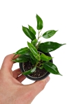 Ficus Benjamina 'Natasha' - S