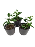 Ficus Benjamina 'Natasha' - S