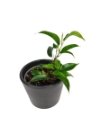 Ficus Benjamina 'Natasha' - S