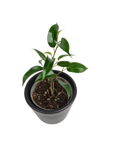 Ficus Benjamina 'Natasha'