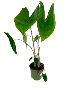 Alocasia zebrina XL