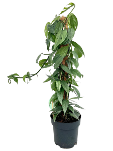 Epipremnum pinnatum Cebu Blue (1)
