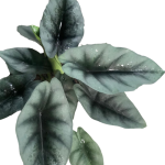 Alocasia Reversa - poglądowe zdjęcie dorosłej rośliny
