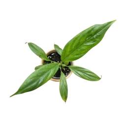 Philodendron Campii - S