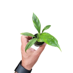 Philodendron Campii S