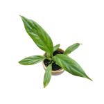 Philodendron Campii S