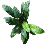Philodendron Campii - dorosła roślina